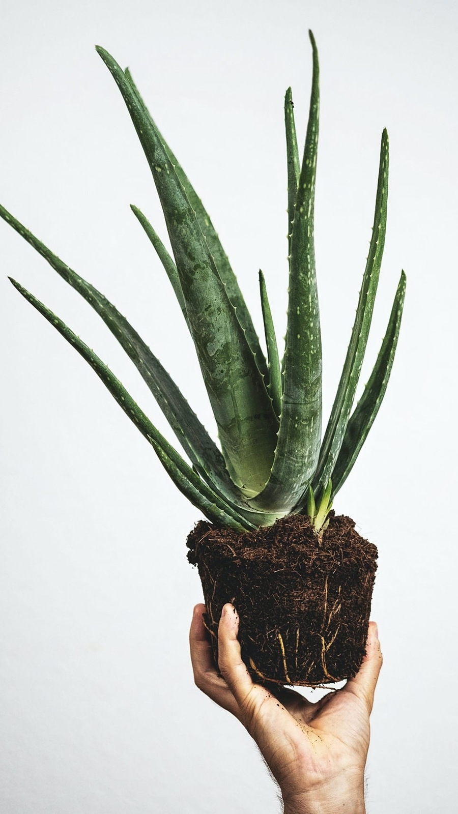 aloe-vera_plant_1713092929737