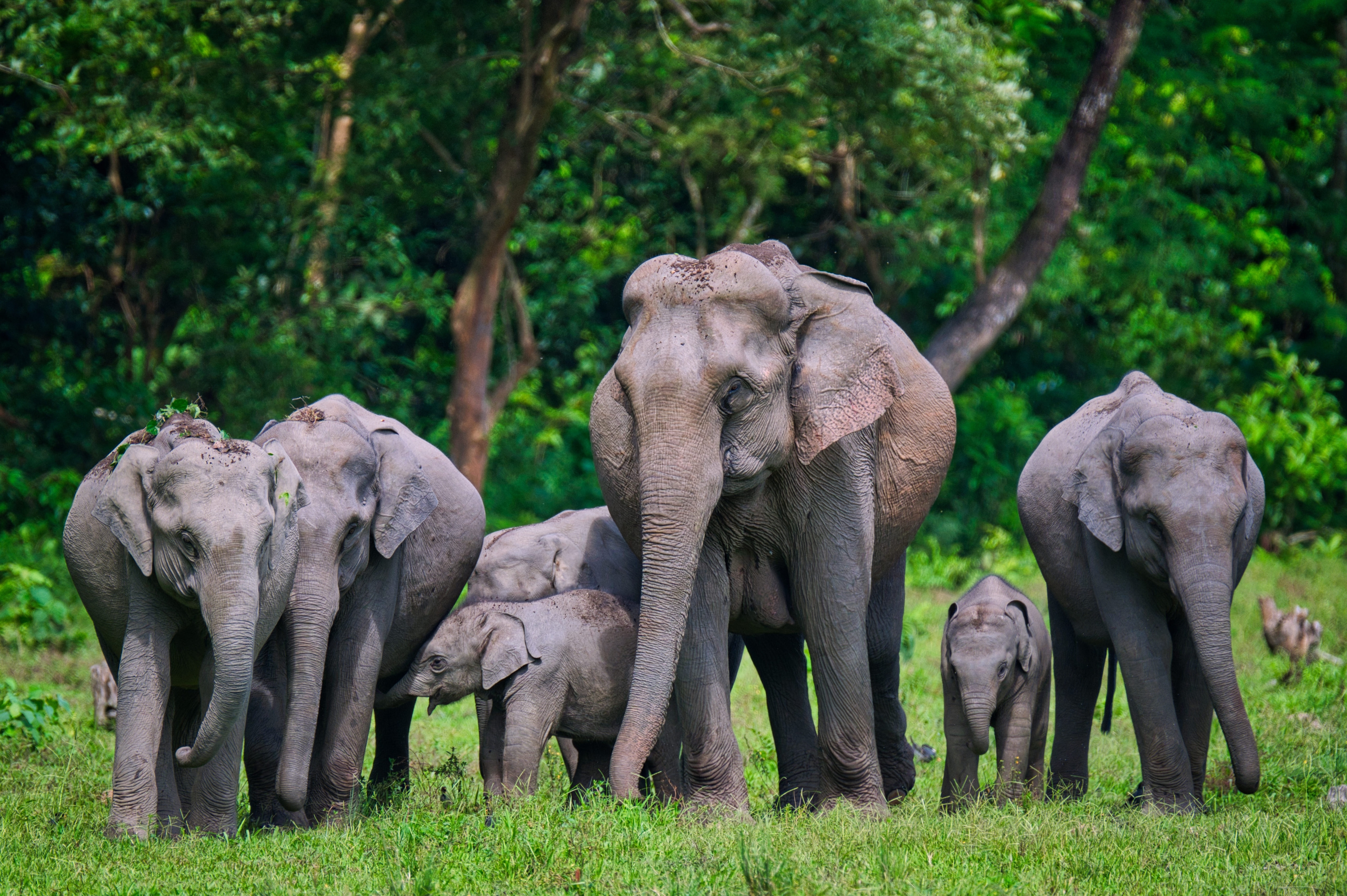 உலக யானைகள் தினம்: இந்தியாவில் உள்ள இந்த யானை இருப்புகளைப் பாருங்கள்