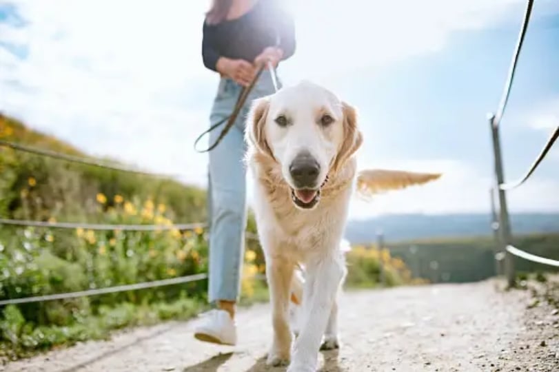 Walk with your pet.