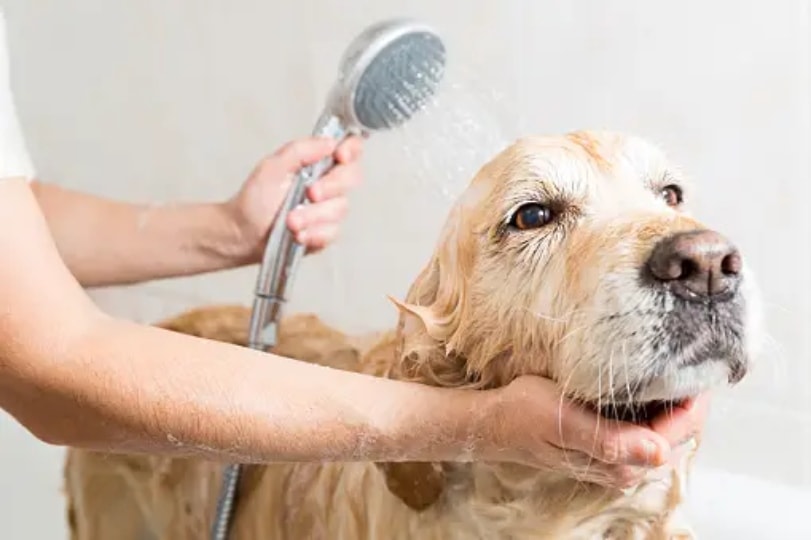 Give your pet a bath.