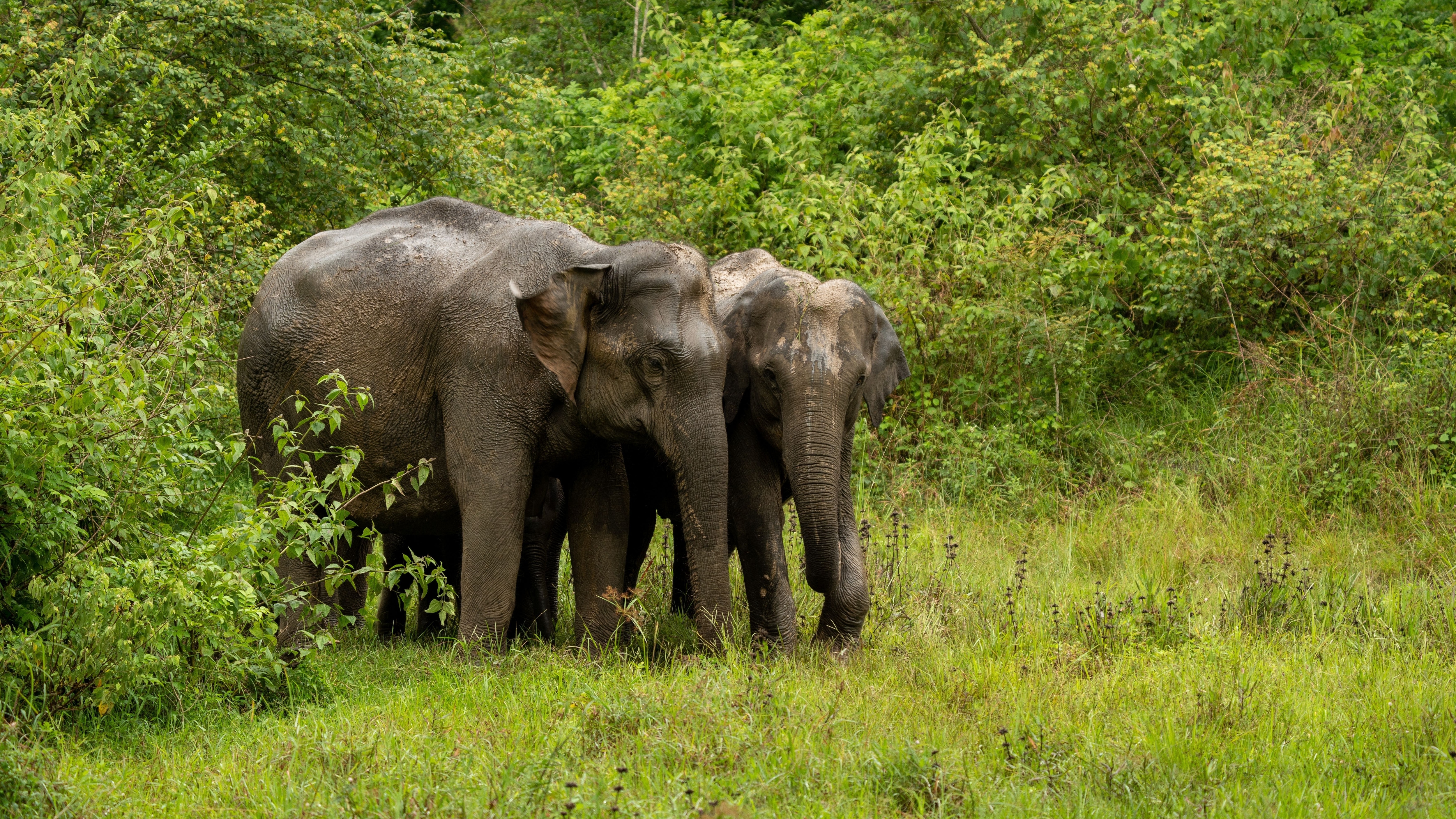 An adult elephant eats about 100 kilograms of food and 100 liters of water every day (Shutterstock)