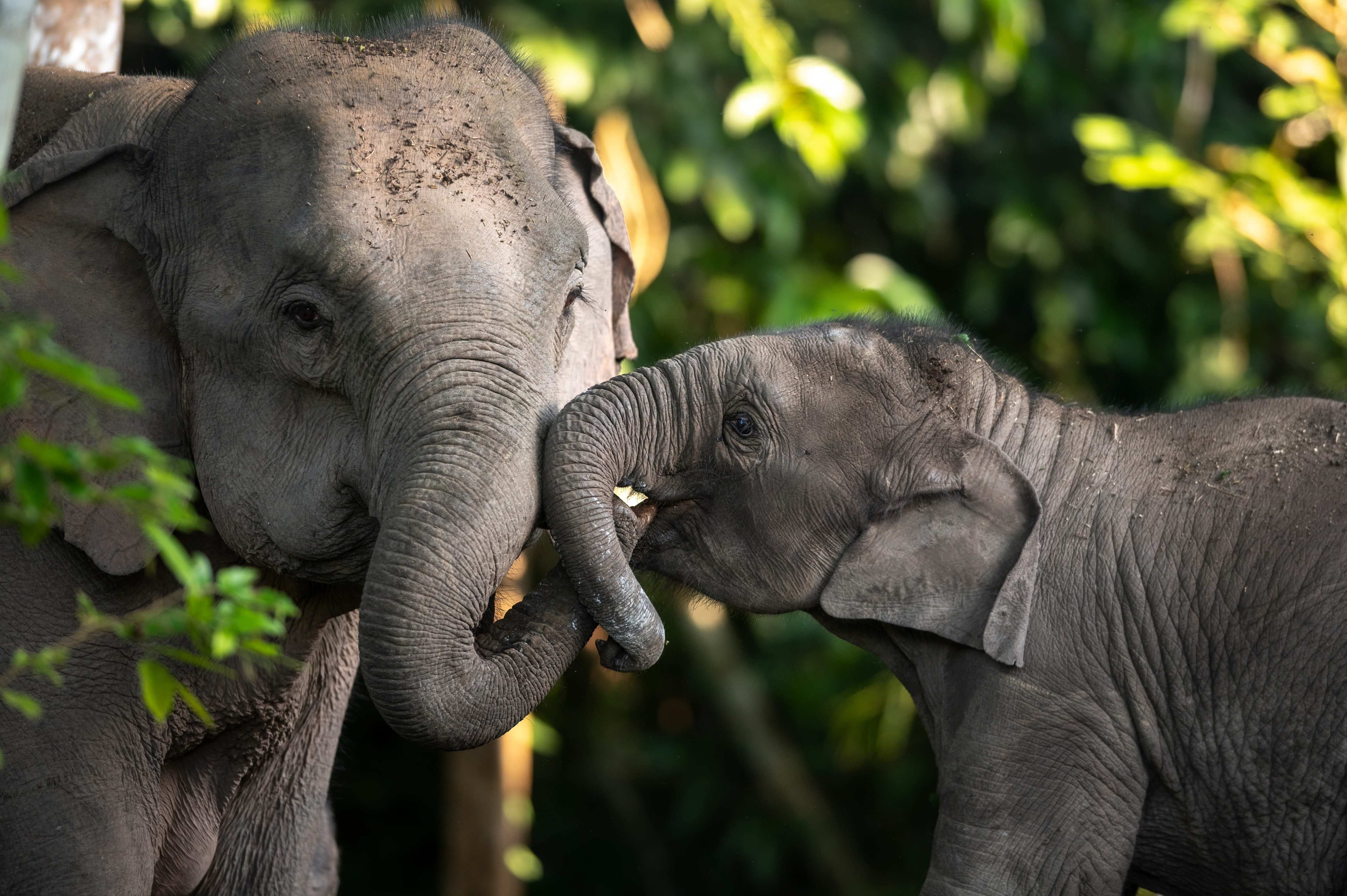 A tender moment between mother and calf (Shutterstock)