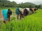Agriculture Agriculture