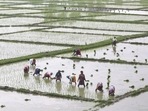 Farm labourers plant paddy saplings in a field in Assam. (PTI Photo) Farm labourers plant paddy saplings in a field in Assam. (PTI Photo)