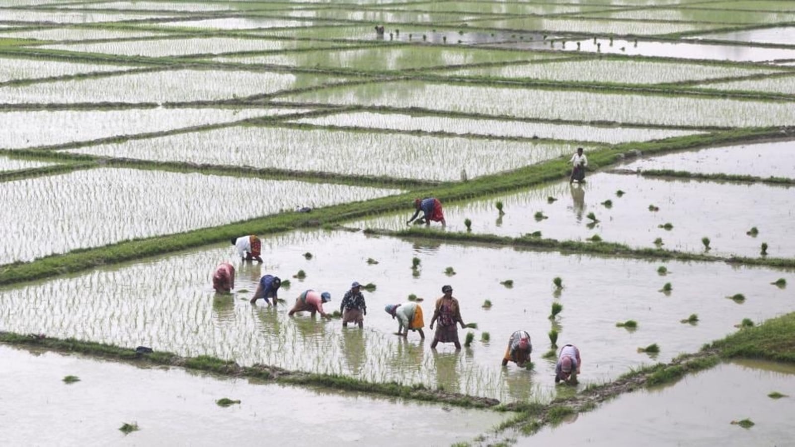 Surplus rain boosts sowing of kharif crops, likely to cool prices ...