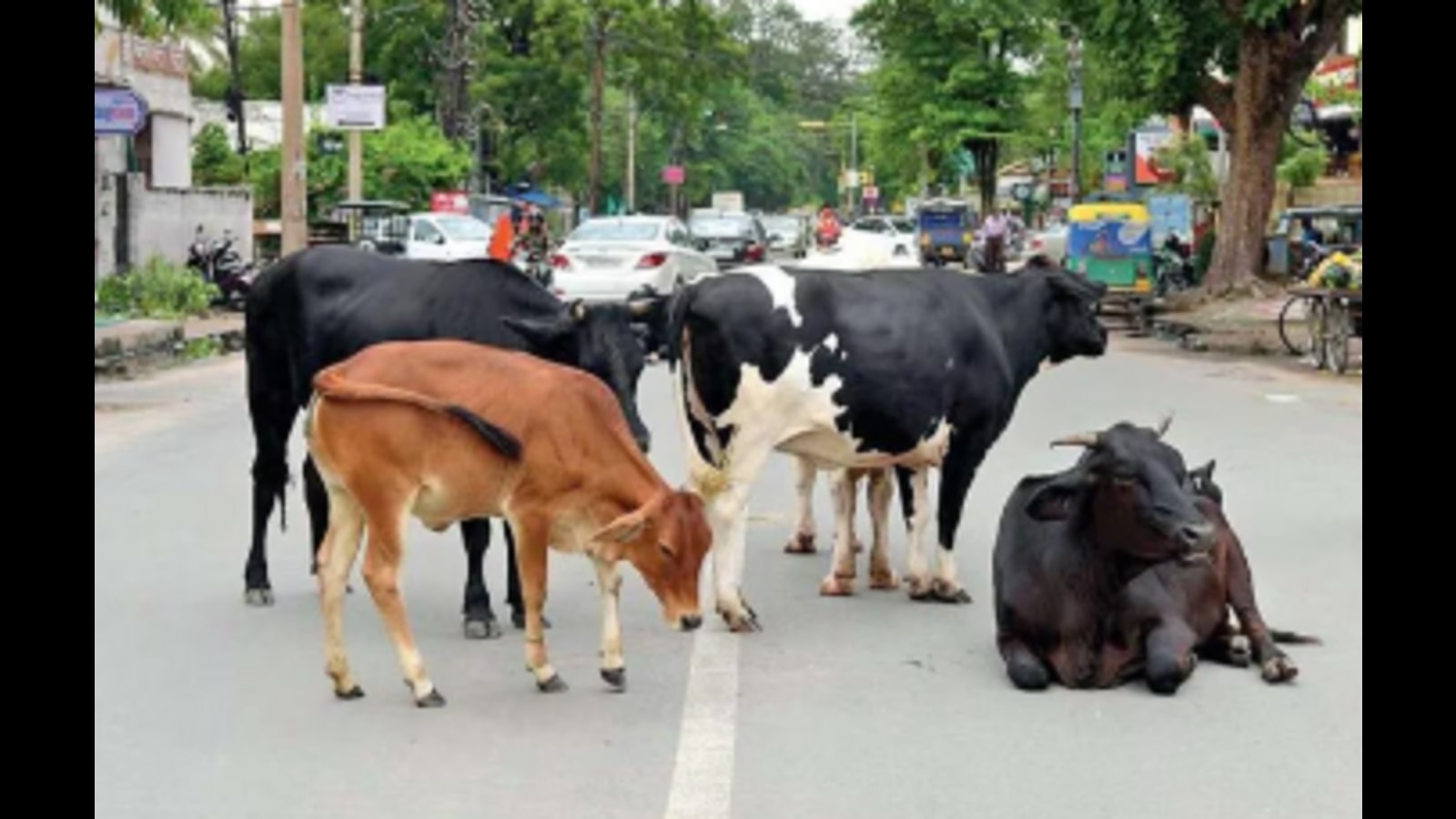 Over 1,000 dairies in municipal limits put Lucknow’s smart city dream at risk