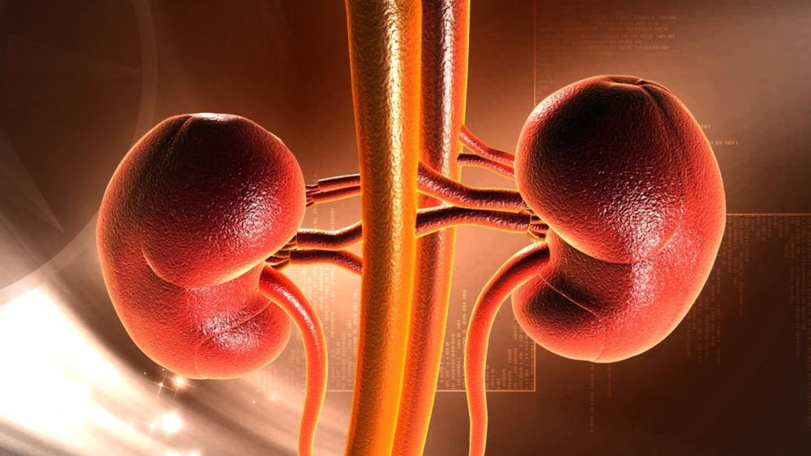 Can a person survive with one kidney? Urologist answers