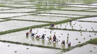 Farm labourers plant paddy saplings in a field in Assam. (PTI Photo) Farm labourers plant paddy saplings in a field in Assam. (PTI Photo)
