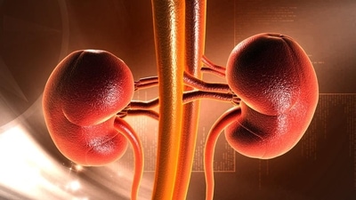 “Of all the organs, the demand for kidney donation is the highest," said Dr Vikas Agarwal. (Shutterstock) “Of all the organs, the demand for kidney donation is the highest," said Dr Vikas Agarwal. (Shutterstock)