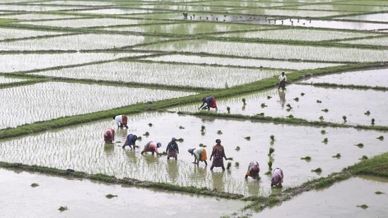 Farm labourers plant paddy saplings in a field in Assam. (PTI Photo)