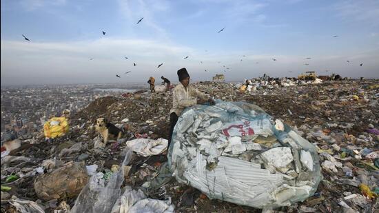 It has been alleged that milch cattle at Bhalswa Dairy Colony consume waste dumped at landfill. (HT Archive)