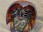 horseshoe_crab