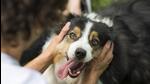 A probe will be initiated in case of complaints, and pet owners may face a penalty of <span class='webrupee'>₹</span>2,000 for non-compliance, said the policy. (FIle Photo (Representative Image)) A probe will be initiated in case of complaints, and pet owners may face a penalty of <span class='webrupee'>₹</span>2,000 for non-compliance, said the policy. (FIle Photo (Representative Image))