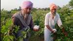 Owing to a drastic fall in the area under cotton in Punjab, growers and the state government have sought the next generation BG-3 (stage-III of genetically modified) cotton seeds to fight pink bollworm and whitefly, which are causing heavy losses to the crop over the past few years. (HT File) Owing to a drastic fall in the area under cotton in Punjab, growers and the state government have sought the next generation BG-3 (stage-III of genetically modified) cotton seeds to fight pink bollworm and whitefly, which are causing heavy losses to the crop over the past few years. (HT File)