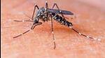 The global incidence of dengue has been steadily increasing over the past two decades, with at least 129 countries reporting dengue viral disease by the end of 2023, according to the World Health Organization. (HT Photo) The global incidence of dengue has been steadily increasing over the past two decades, with at least 129 countries reporting dengue viral disease by the end of 2023, according to the World Health Organization. (HT Photo)