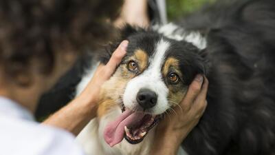 A probe will be initiated in case of complaints, and pet owners may face a penalty of ₹2,000 for non-compliance, said the policy. (FIle Photo (Representative Image)) A probe will be initiated in case of complaints, and pet owners may face a penalty of ₹2,000 for non-compliance, said the policy. (FIle Photo (Representative Image))