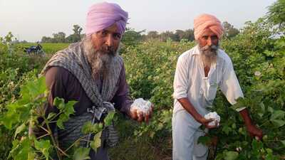 Owing to a drastic fall in the area under cotton in Punjab, growers and the state government have sought the next generation BG-3 (stage-III of genetically modified) cotton seeds to fight pink bollworm and whitefly, which are causing heavy losses to the crop over the past few years. (HT File) Owing to a drastic fall in the area under cotton in Punjab, growers and the state government have sought the next generation BG-3 (stage-III of genetically modified) cotton seeds to fight pink bollworm and whitefly, which are causing heavy losses to the crop over the past few years. (HT File)