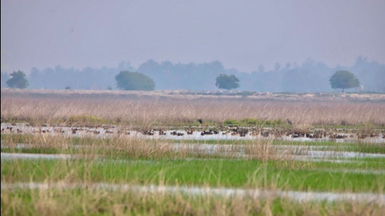 There are now 85 wetlands of international importance in India. (X)