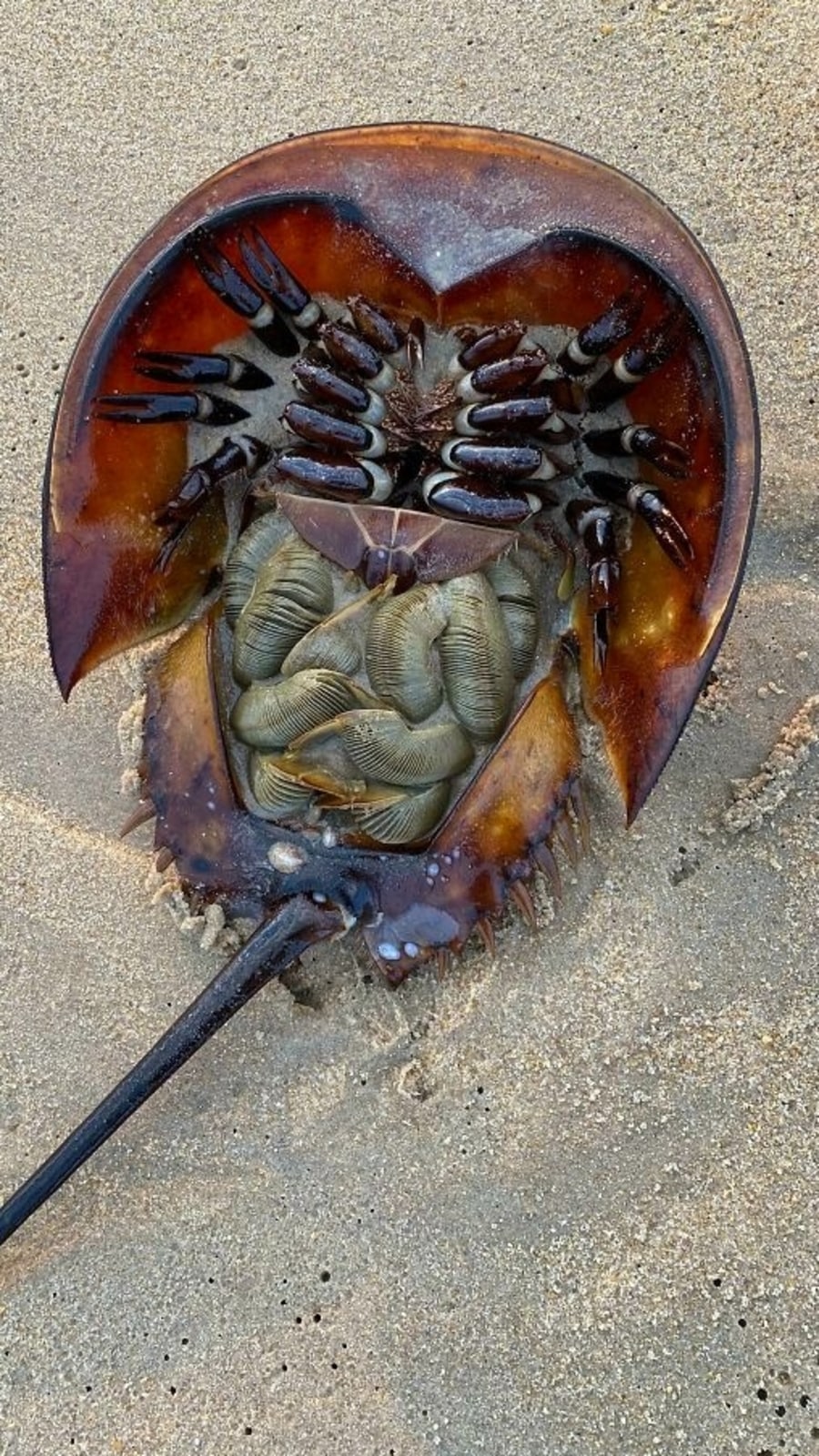 horseshoe_crab