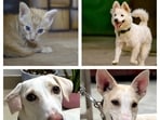 Meet the furry friends in Delhi-NCR, who are searching for forever homes.