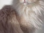 ragdoll