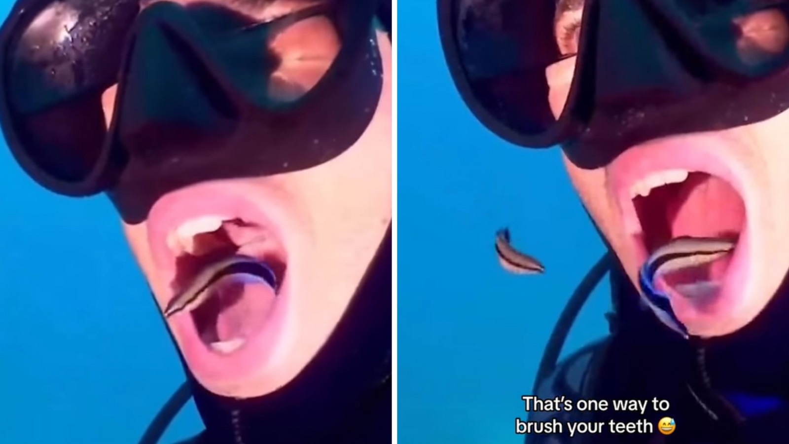 Small fish become a diver’s dentist and enter his mouth to clean his teeth. Watch the viral video | Trending