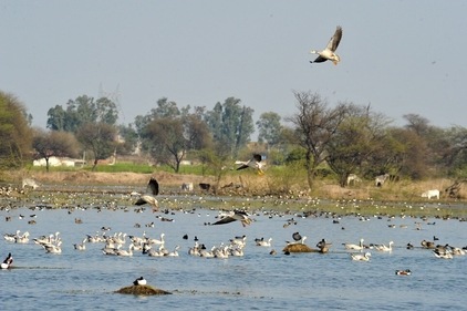 Sultanpur National Park, Gurgaon Sultanpur National Park, Gurgaon