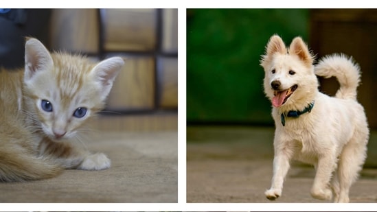 Meet the furry friends in Delhi-NCR, who are searching for forever homes.