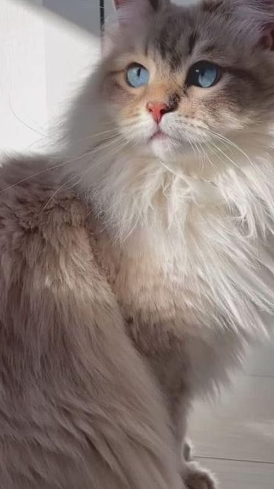 ragdoll