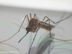 Culex mosquitoes are responsible for transmitting West Nile virus to humans and birds. (A. Krüger/Bernhard-Nocht-Institut ) Culex mosquitoes are responsible for transmitting West Nile virus to humans and birds. (A. Krüger/Bernhard-Nocht-Institut )