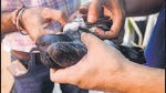 An injured birds that got entangled in a kite string being treated at Charity Birds Hospital at Chandni Chowk in New Delhi on Friday. (HT PHOTO) An injured birds that got entangled in a kite string being treated at Charity Birds Hospital at Chandni Chowk in New Delhi on Friday. (HT PHOTO)