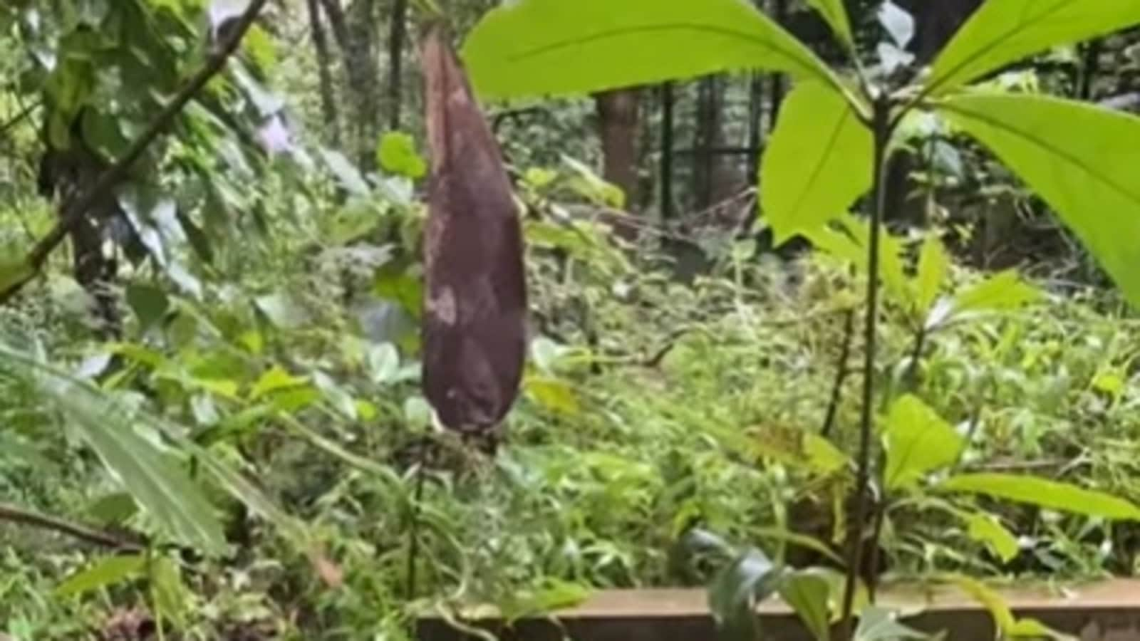 In this video, a snake is hiding right in front of your eyes. Can you find it without zooming in? | Trends