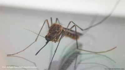 Culex mosquitoes are responsible for transmitting West Nile virus to humans and birds. (A. Krüger/Bernhard-Nocht-Institut ) Culex mosquitoes are responsible for transmitting West Nile virus to humans and birds. (A. Krüger/Bernhard-Nocht-Institut )