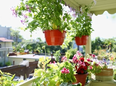 Add hanging plants to prevent waterlogging and save space. (Shutterstock) Add hanging plants to prevent waterlogging and save space. (Shutterstock)