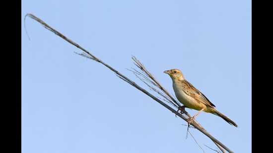 Rare Indian grasslands’ bird sighted in Kanpur - Hindustan Times