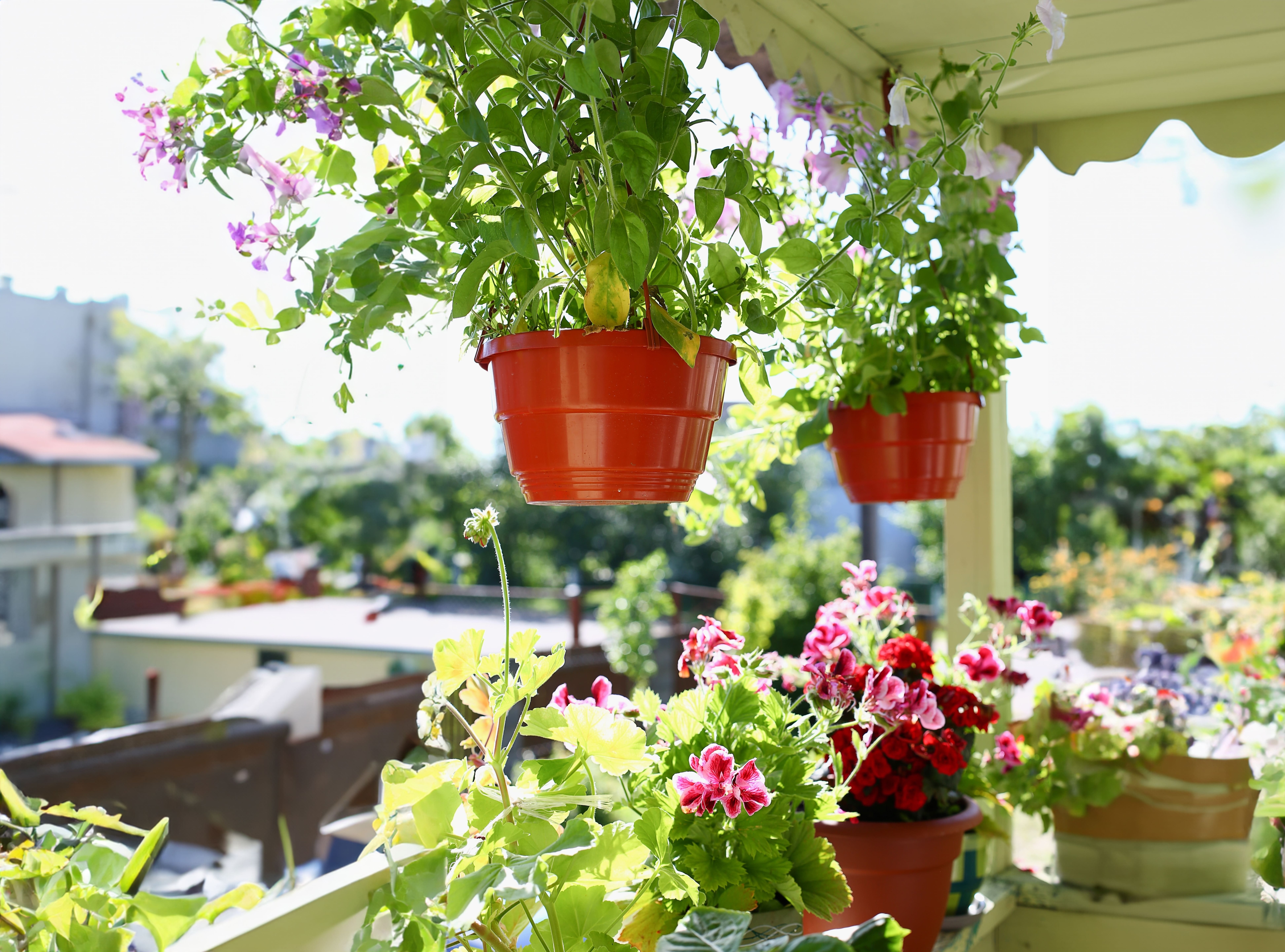 Add hanging plants to prevent waterlogging and save space.(Shutterstock) Add hanging plants to prevent waterlogging and save space.(Shutterstock)