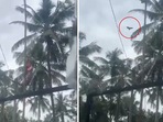 The image is from a viral video that claims to show a bird “unfurling” the national flag. (Screengrab) The image is from a viral video that claims to show a bird “unfurling” the national flag. (Screengrab)