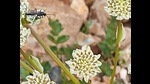 An Ichneumon wasp on Himalayan Paper Cup flowers (Hymenolaena candollei) in the Tololing battlefield. (Deodatta Deshmukh) An Ichneumon wasp on Himalayan Paper Cup flowers (Hymenolaena candollei) in the Tololing battlefield. (Deodatta Deshmukh)