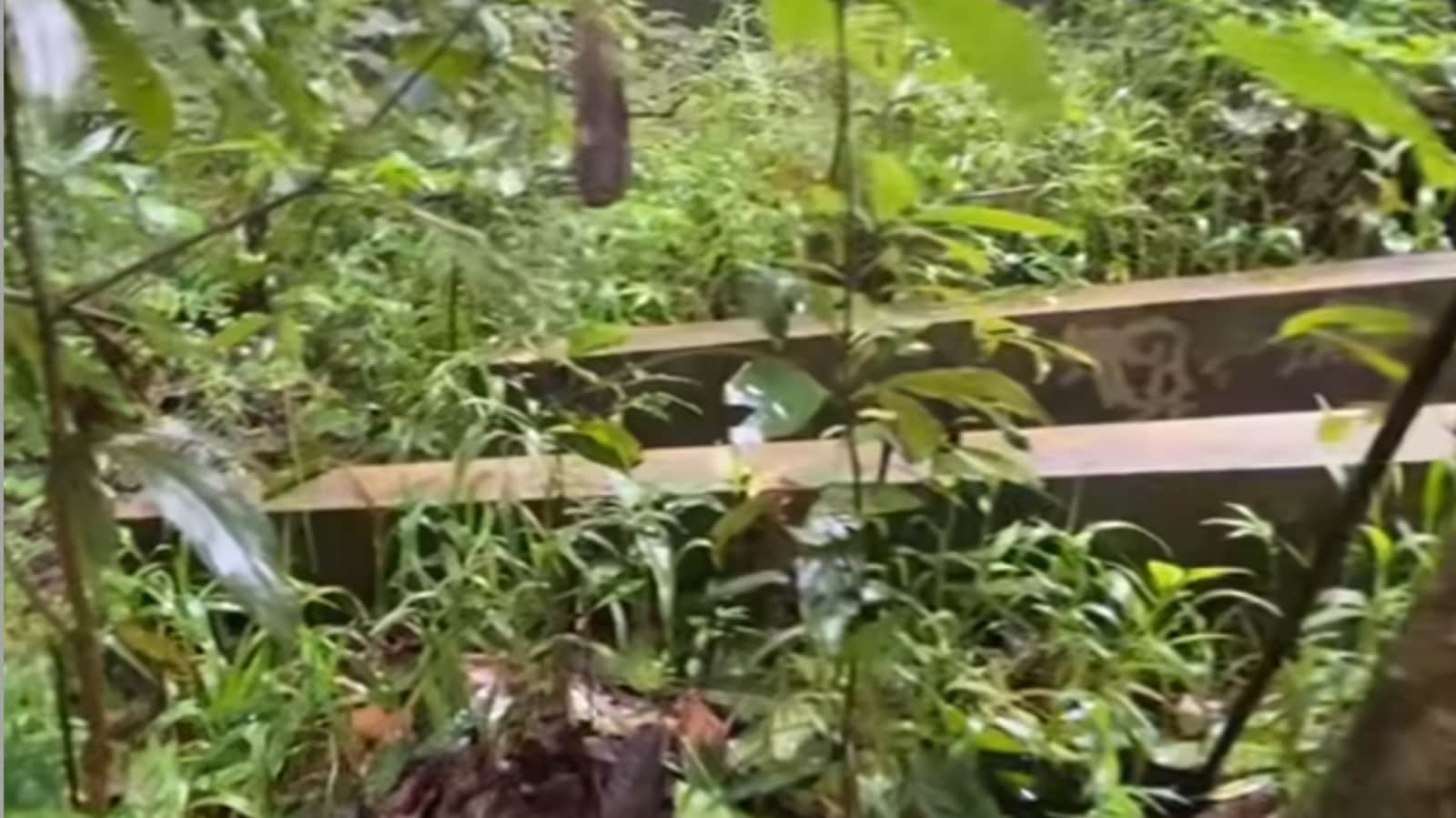 Hats off if you can find the snake hiding in this video without zooming in