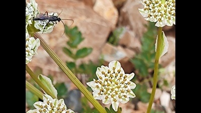 An Ichneumon wasp on Himalayan Paper Cup flowers (Hymenolaena candollei) in the Tololing battlefield. (Deodatta Deshmukh) An Ichneumon wasp on Himalayan Paper Cup flowers (Hymenolaena candollei) in the Tololing battlefield. (Deodatta Deshmukh)