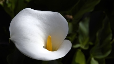 ETERNAL LIFE, in heaven or through reincarnation on Earth, is promised by many faiths. (Pixabay) ETERNAL LIFE, in heaven or through reincarnation on Earth, is promised by many faiths. (Pixabay)
