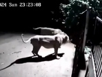 Snapshot of the lions fighting with two dogs. Snapshot of the lions fighting with two dogs.