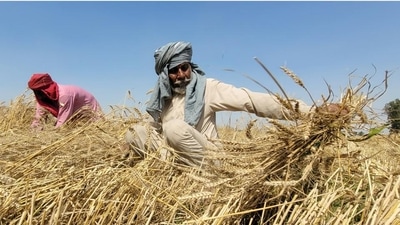 The agricultural landscape has evolved rapidly over the last 10 years. (HT PHOTO) The agricultural landscape has evolved rapidly over the last 10 years. (HT PHOTO)