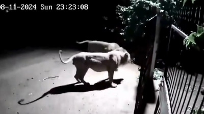 Snapshot of the lions fighting with two dogs. Snapshot of the lions fighting with two dogs.