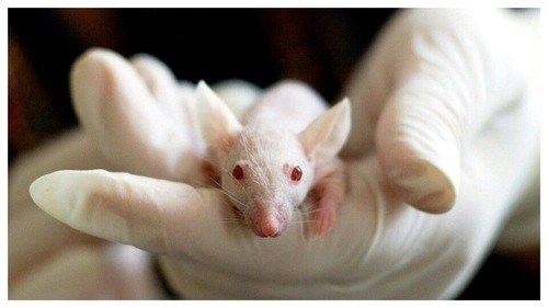 Researchers administered anticalin to mice and achieved successful results. (Pixabay) Researchers administered anticalin to mice and achieved successful results. (Pixabay)