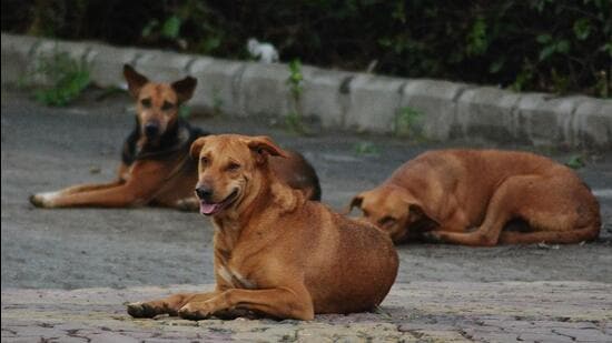 Stray dogs at Ghodbunder Road in Thane (HT PHOTO)