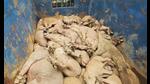 The wild boars were found with their legs brutally tied and dumped in a mini truck. (Sourced) The wild boars were found with their legs brutally tied and dumped in a mini truck. (Sourced)