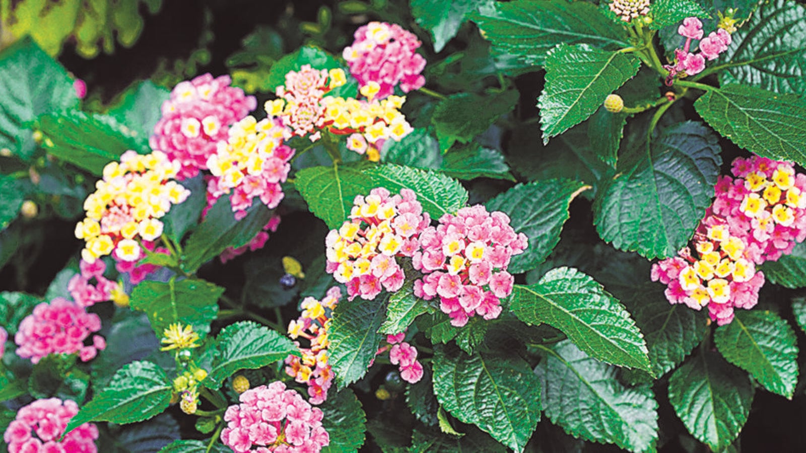 A colourful shrub with a dark trait: Invasive species sweeping Aravallis