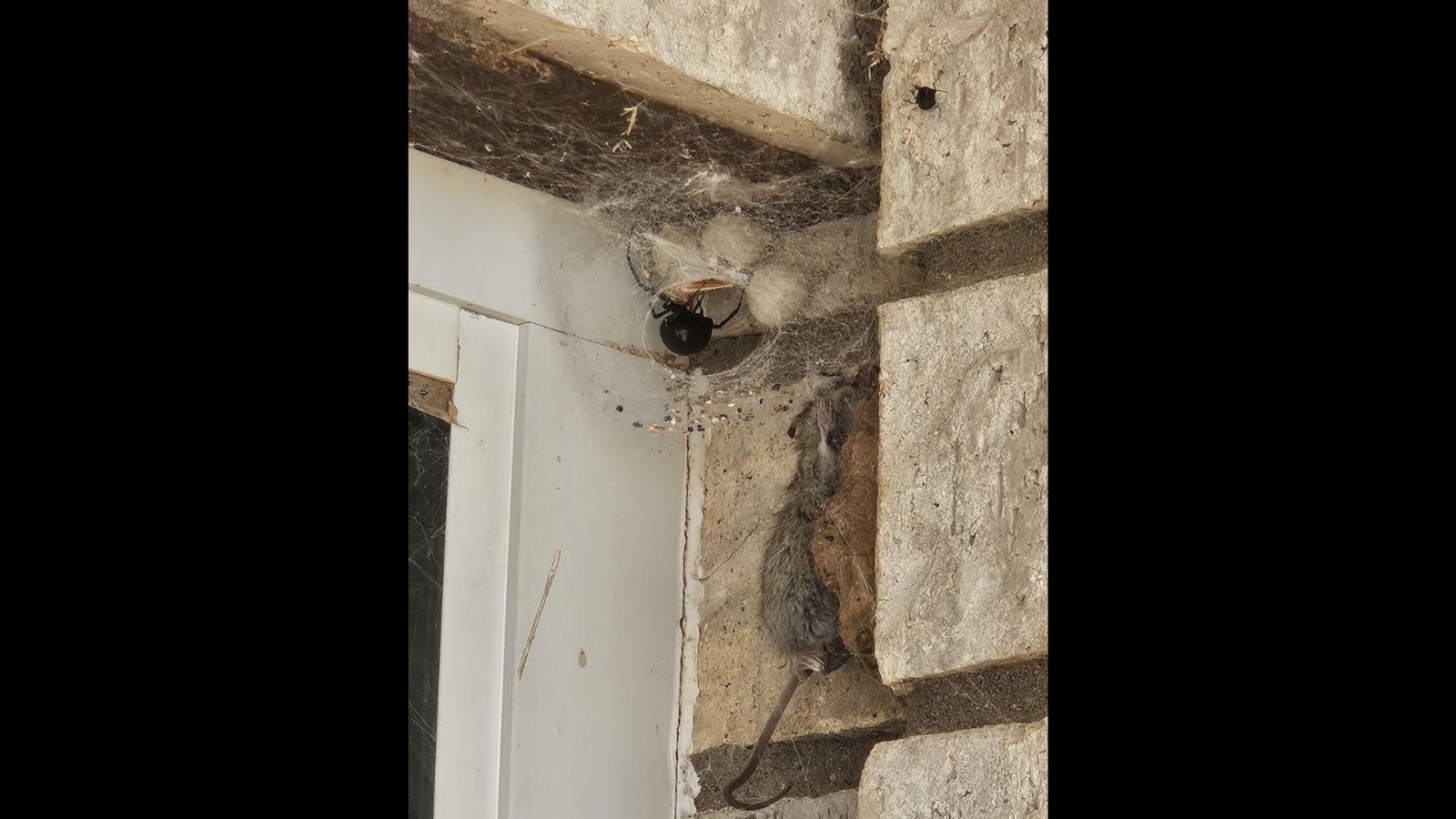 Enormous spider captures mouse in its web. Viral Reddit pic is nightmare fuel