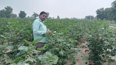 Farmer Mithu Ram examines his cotton field at Talwandi Sabo in Punjab’s Bathinda district on Monday. (HT Photo) Farmer Mithu Ram examines his cotton field at Talwandi Sabo in Punjab’s Bathinda district on Monday. (HT Photo)